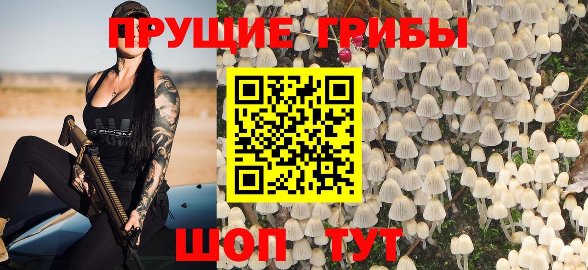 Кировск  Псилоцибиновые грибы Psilocybine cubensis  Вход с VPN 